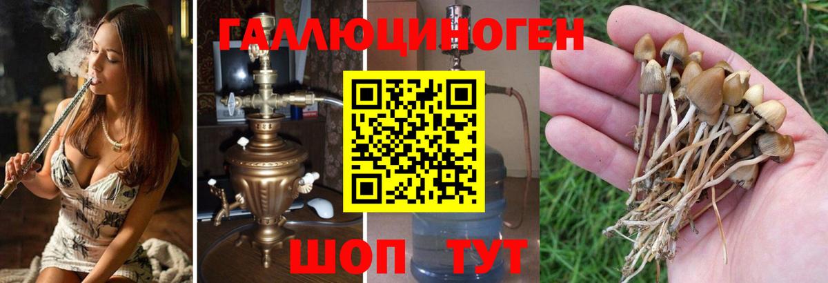 Псилоцибиновые грибы Psilocybe  Вход с VPN  Кувандык  Псилоцибиновые грибы ЛСД 